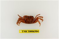 藏品(中型東方蟹)的圖片